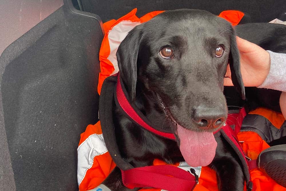 Lost Lab Dogs Trackside rescue for lost Labrador | RailBusinessDaily