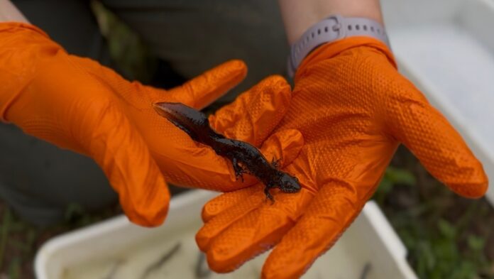 Conserve Rails Network Rail protects wildlife with help of Newt Conservation ...